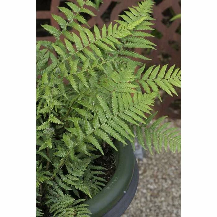 Dicksonia antartica | Fern Grower's Favourite | Perennial | 5 x Large Plugs 3 Dicksonia antartica | Fern Grower's Favourite | Perennial | 5 x Large Plugs