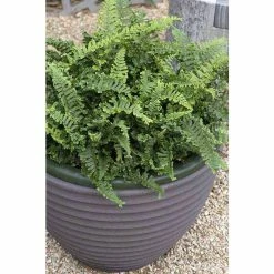 Dryopteris cristata 'The King' | Fern Grower's Favourite | Perennial | 5 x Large Plugs