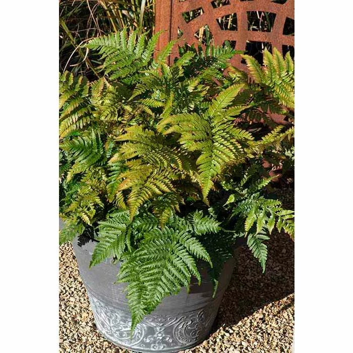 Dryopteris erythrosora | Fern Grower's Favourite | Perennial | 5 x Large Plugs 3 Dryopteris erythrosora | Fern Grower's Favourite | Perennial | 5 x Large Plugs
