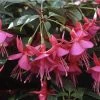 Fuchsia Upright Type 'Display' | Bedding | 5 x Large Plugs 2 Fuchsia Upright Type 'Display' | Bedding | 5 x Large Plugs -Starter Plant Sales PL929937SP main 33fa
