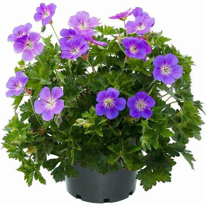 Geranium 'Bloom Me Away®' | Perennial | 5 x Large Plugs 3 Geranium 'Bloom Me Away®' | Perennial | 5 x Large Plugs