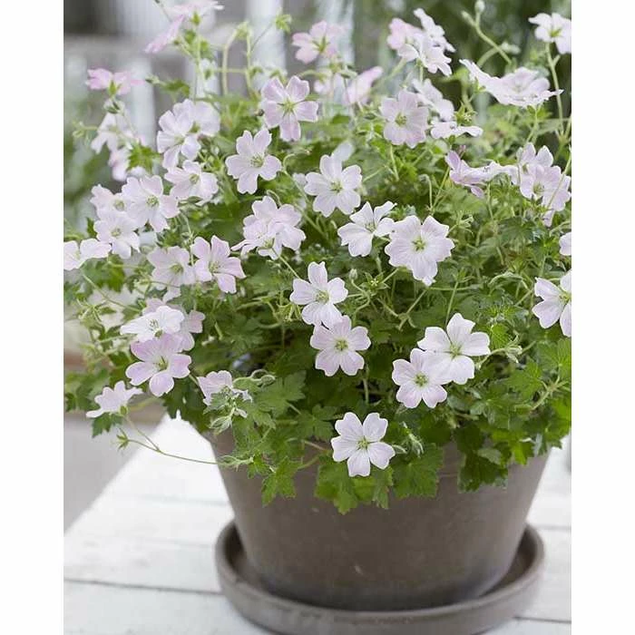 Geranium 'Dreamland' | Perennial | 5 x Large Plugs 3 Geranium 'Dreamland' | Perennial | 5 x Large Plugs