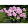 Geranium Green Leaf 'Trend Gesa Light Pink' | Perennial | 5 x Large Plugs 1 Geranium Green Leaf 'Trend Gesa Light Pink' | Perennial | 5 x Large Plugs -Starter Plant Sales PL929943SP main eabe