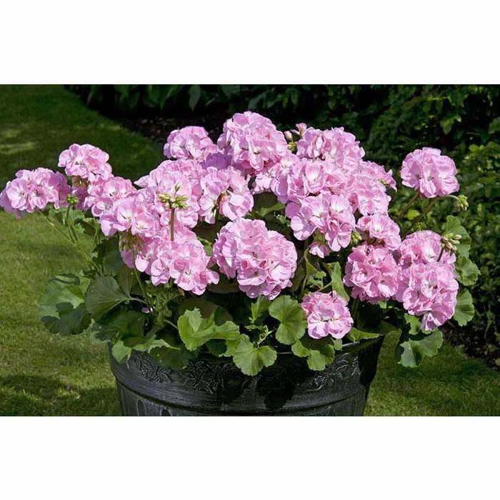 Geranium Green Leaf 'Trend Gesa Light Pink' | Perennial | 5 x Large Plugs 3 Geranium Green Leaf 'Trend Gesa Light Pink' | Perennial | 5 x Large Plugs