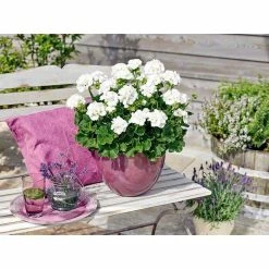 Geranium Green Leaf 'Trend Lasse White' | Perennial | 5 x Large Plugs