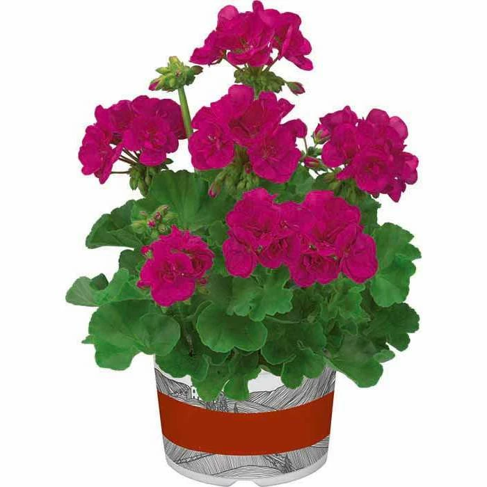 Geranium Green Leaf 'Trend Neon Blue' | Perennial | 5 x Large Plugs 3 Geranium Green Leaf 'Trend Neon Blue' | Perennial | 5 x Large Plugs