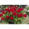Geranium Macarda® 'Dark Red' | Bedding | 5 x Large Plugs 1 Geranium Macarda® 'Dark Red' | Bedding | 5 x Large Plugs -Starter Plant Sales PL929947SP main 2a8b