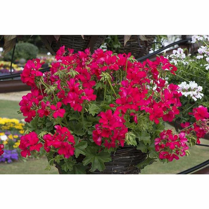 Geranium Macarda® 'Magenta' | Bedding | 5 x Large Plugs 3 Geranium Macarda® 'Magenta' | Bedding | 5 x Large Plugs