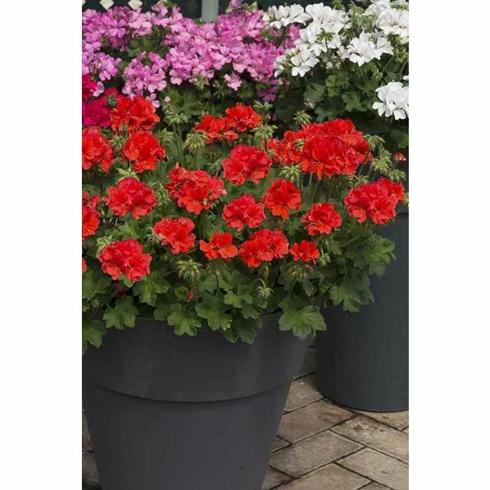 Geranium Macarda® 'Orange' | Bedding | 5 x Large Plugs 3 Geranium Macarda® 'Orange' | Bedding | 5 x Large Plugs