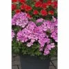 Geranium Macarda® 'Pink' | Bedding | 5 x Large Plugs 1 Geranium Macarda® 'Pink' | Bedding | 5 x Large Plugs -Starter Plant Sales PL929950SP main 3a86