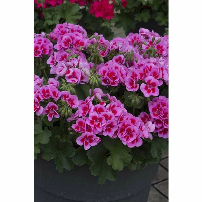 Geranium Macarda® 'Pink with Purple Eye' | Bedding | 5 x Large Plugs 3 Geranium Macarda® 'Pink with Purple Eye' | Bedding | 5 x Large Plugs