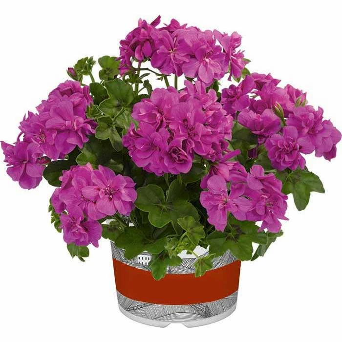 Geranium Semi-Double 'Sunflair® Amethyst' | Bedding | 5 x Large Plugs 3 Geranium Semi-Double 'Sunflair® Amethyst' | Bedding | 5 x Large Plugs