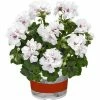 Geranium Semi-Double 'Sunflair® Eva White' | Bedding | 5 x Large Plugs 2 Geranium Semi-Double 'Sunflair® Eva White' | Bedding | 5 x Large Plugs -Starter Plant Sales PL929954SP main 1167