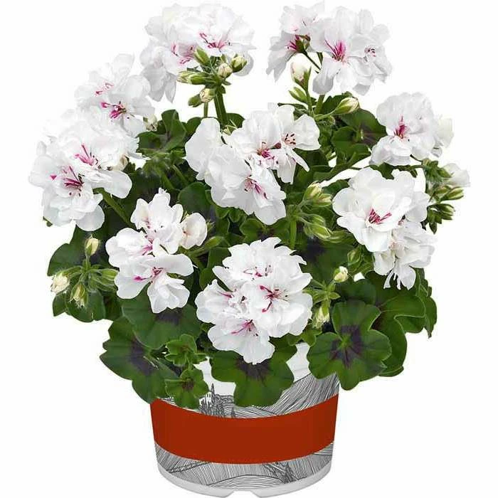 Geranium Semi-Double 'Sunflair® Eva White' | Bedding | 5 x Large Plugs 3 Geranium Semi-Double 'Sunflair® Eva White' | Bedding | 5 x Large Plugs