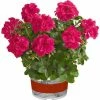 Geranium Semi-Double 'Sunflair® Josina Hot Pink' | Bedding | 5 x Large Plugs