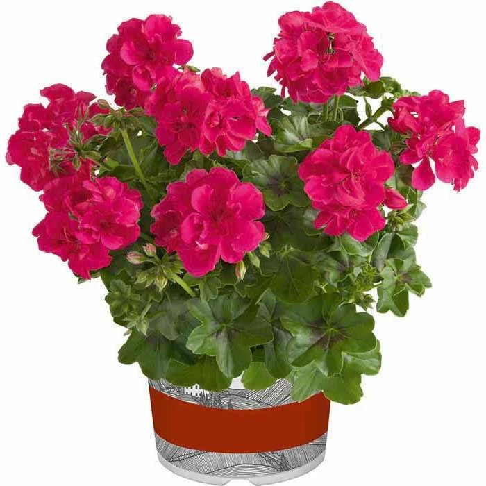 Geranium Semi-Double 'Sunflair® Josina Hot Pink' | Bedding | 5 x Large Plugs 3 Geranium Semi-Double 'Sunflair® Josina Hot Pink' | Bedding | 5 x Large Plugs