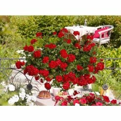Geranium Semi-Double 'Sunflair® Paula Red' | Bedding | 5 x Large Plugs