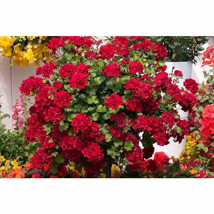 Geranium Semi-Double 'Sunflair® Ruben Dark Red' | Bedding | 5 x Large Plugs 3 Geranium Semi-Double 'Sunflair® Ruben Dark Red' | Bedding | 5 x Large Plugs