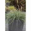 Grass Collection | Carex Evercolor® 'Everest' | Perennial | 5 x Large Plugs 1 Grass Collection | Carex Evercolor® 'Everest' | Perennial | 5 x Large Plugs -Starter Plant Sales PL929959SP main e128