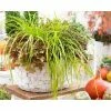 Grass Collection | Carex Evercolor® 'Everillo' | Perennial | 5 x Large Plugs