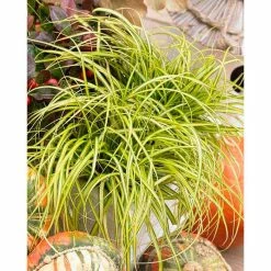 Grass Collection | Carex Evercolor® 'Eversheen' | Perennial | 5 x Large Plugs