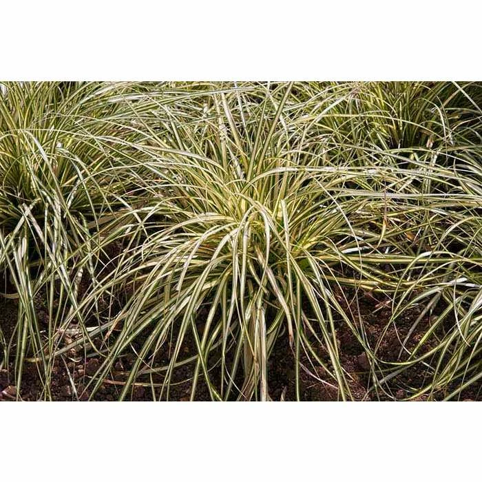 Grass Collection | Carex 'Evergold' | Perennial | 5 x Large Plugs 3 Grass Collection | Carex 'Evergold' | Perennial | 5 x Large Plugs