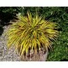 Grass Collection | Hakaonechloa 'Sunflare' | Perennial | 5 x Large Plugs 2 Grass Collection | Hakaonechloa 'Sunflare' | Perennial | 5 x Large Plugs -Starter Plant Sales PL929965SP main 20c0