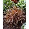 Grass Collection | Uncinia 'Everflame' | Perennial | 5 x Large Plugs 2 Grass Collection | Uncinia 'Everflame' | Perennial | 5 x Large Plugs -Starter Plant Sales PL929966SP main 2dd3