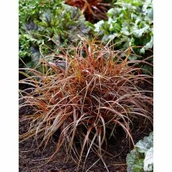 Grass Collection | Uncinia 'Everflame' | Perennial | 5 x Large Plugs