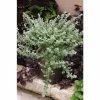Helichrysum 'Silver Mist' | Bedding | 5 x Large Plugs