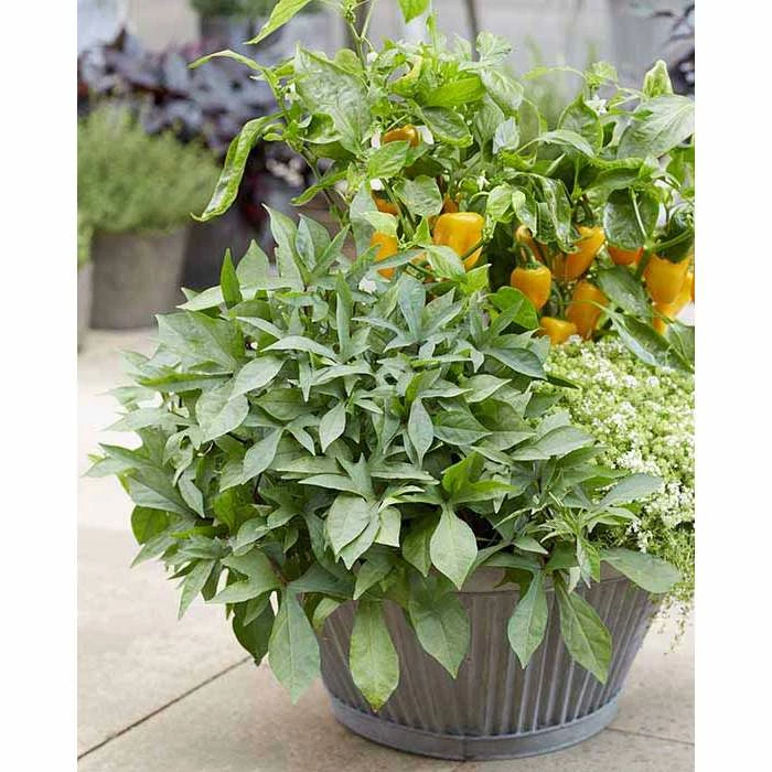 Ipomoea Treasure Island 'Tahiti' | Bedding | 5 x Large Plugs 3 Ipomoea Treasure Island 'Tahiti' | Bedding | 5 x Large Plugs