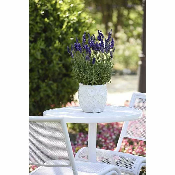 Lavandula angustifolia 'Blue Spear' | Perennial | 5 x Large Plugs 3 Lavandula angustifolia 'Blue Spear' | Perennial | 5 x Large Plugs