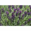 Lavandula stoechas Bandera 'Deep Purple' | Perennial | 5 x Large Plugs 2 Lavandula stoechas Bandera 'Deep Purple' | Perennial | 5 x Large Plugs -Starter Plant Sales PL929986SP main e85f