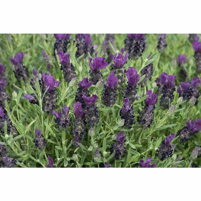 Lavandula stoechas Bandera 'Deep Purple' | Perennial | 5 x Large Plugs 3 Lavandula stoechas Bandera 'Deep Purple' | Perennial | 5 x Large Plugs