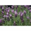 Lavandula stoechas Bandera 'Deep Rose' | Perennial | 5 x Large Plugs 2 Lavandula stoechas Bandera 'Deep Rose' | Perennial | 5 x Large Plugs -Starter Plant Sales PL929987SP main 6610