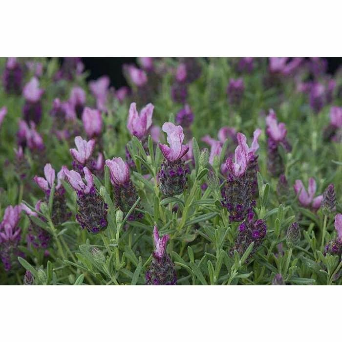 Lavandula stoechas Bandera 'Deep Rose' | Perennial | 5 x Large Plugs 3 Lavandula stoechas Bandera 'Deep Rose' | Perennial | 5 x Large Plugs