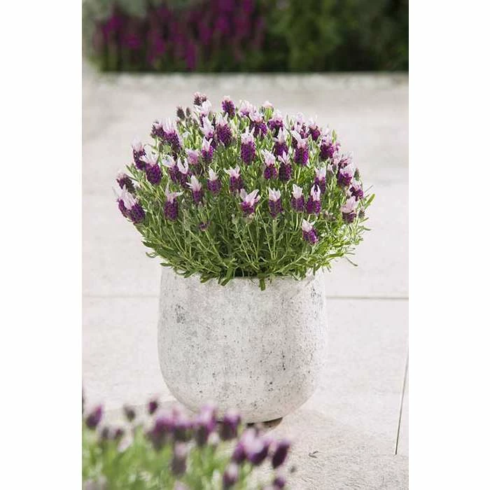 Lavandula stoechas Bandera 'Pink' | Perennial | 5 x Large Plugs 3 Lavandula stoechas Bandera 'Pink' | Perennial | 5 x Large Plugs