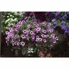 Petunia Surfinia® 'Pink Vein' | Bedding | 5 x Large Plugs -Starter Plant Sales PL9299903SP main 134d