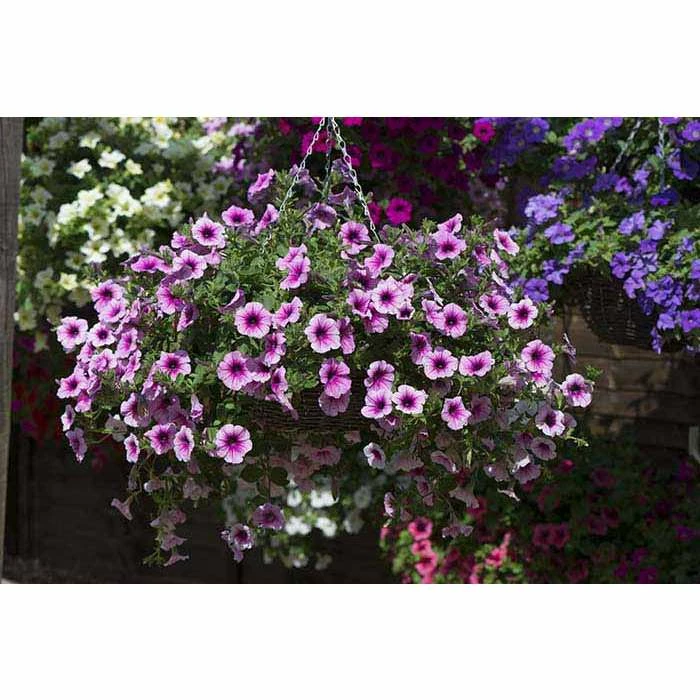 Petunia Surfinia® 'Pink Vein' | Bedding | 5 x Large Plugs 3 Petunia Surfinia® 'Pink Vein' | Bedding | 5 x Large Plugs