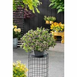 Petunia Mystical® 'Midnight Gold' | Bedding | 5 x Large Plugs