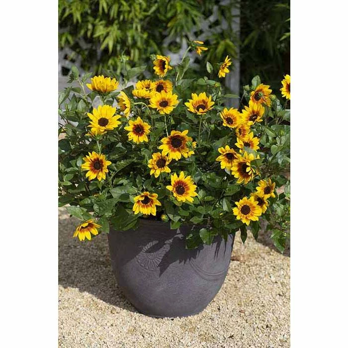 Helianthus Sunbelievable 'Brown Eyed Girl' | Bedding | 5 x Large Plugs 4 Helianthus Sunbelievable 'Brown Eyed Girl' | Bedding | 5 x Large Plugs - Image 2