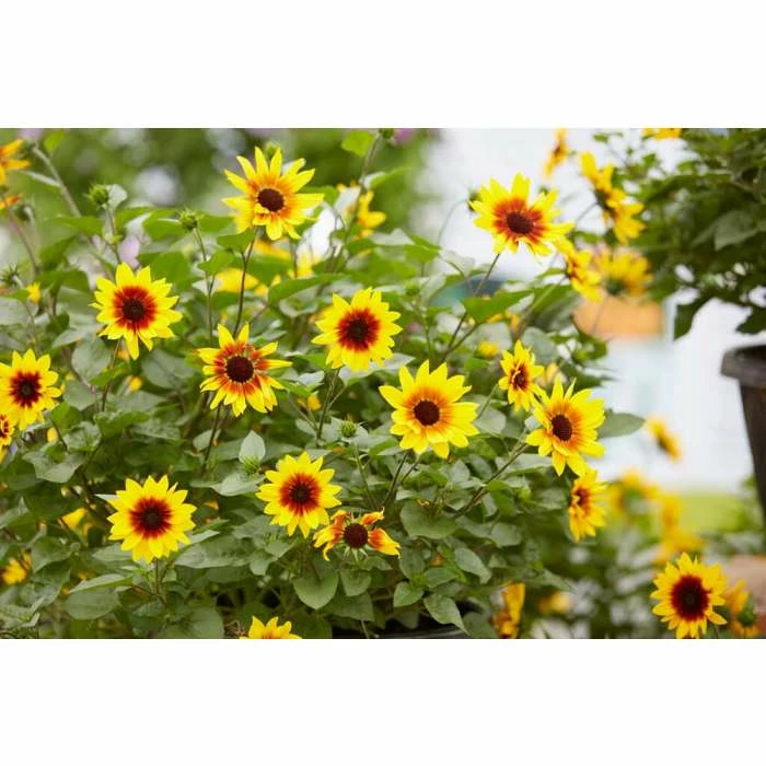 Helianthus Sunbelievable 'Brown Eyed Girl' | Bedding | 5 x Large Plugs 3 Helianthus Sunbelievable 'Brown Eyed Girl' | Bedding | 5 x Large Plugs