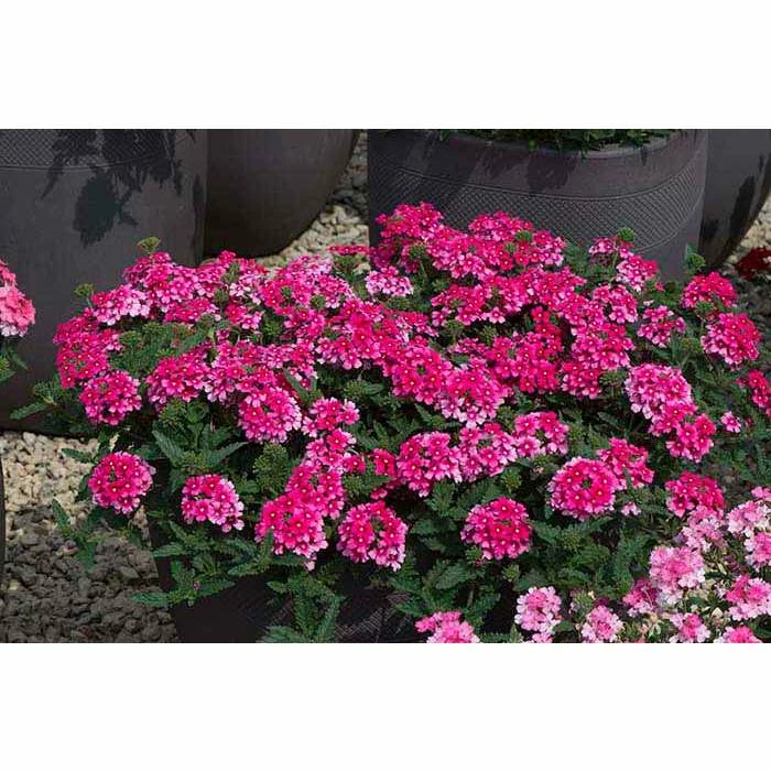 Verbena Showboat 'Magenta' | Bedding | 5 x Large Plugs 3 Verbena Showboat 'Magenta' | Bedding | 5 x Large Plugs
