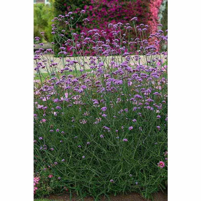 Verbena bonariensis 'Buenos Aires' | Perennial | 5 x Large Plugs 3 Verbena bonariensis 'Buenos Aires' | Perennial | 5 x Large Plugs
