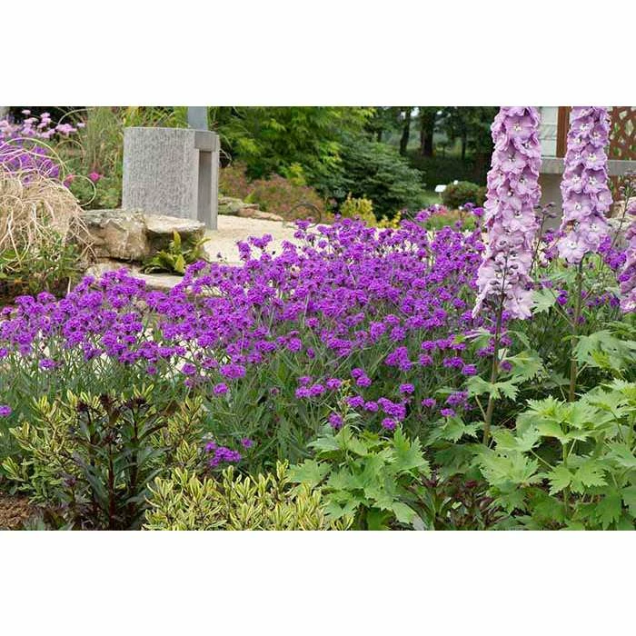 Verbena rigida 'Santos Purple' | Perennial | 5 x Large Plugs 3 Verbena rigida 'Santos Purple' | Perennial | 5 x Large Plugs