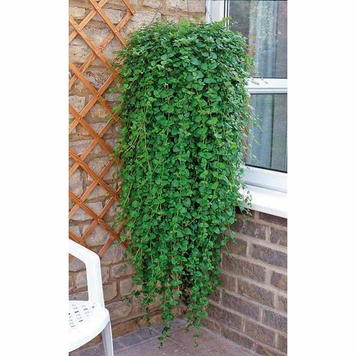 Mint 'Indian Mint' | Bedding | 5 x Large Plugs 3 Mint 'Indian Mint' | Bedding | 5 x Large Plugs