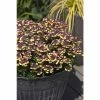 Nemesia Scented 'Rhubarb and Custard' | Bedding | 5 x Large Plugs -Starter Plant Sales PL929993SP main 0b18