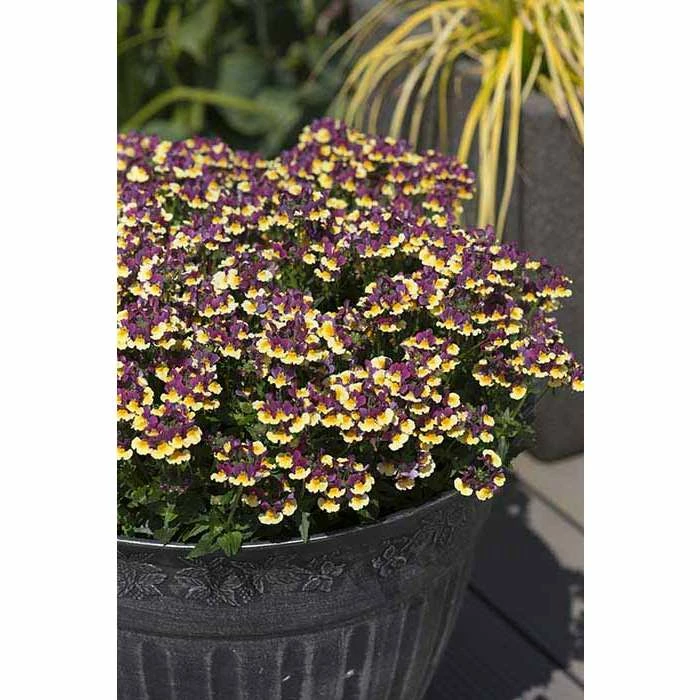 Nemesia Scented 'Rhubarb and Custard' | Bedding | 5 x Large Plugs 3 Nemesia Scented 'Rhubarb and Custard' | Bedding | 5 x Large Plugs