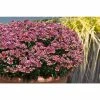 Nemesia Nesia 'Tutti Fruitti' | Bedding | 5 x Large Plugs 2 Nemesia Nesia 'Tutti Fruitti' | Bedding | 5 x Large Plugs -Starter Plant Sales PL929994SP main ff5b