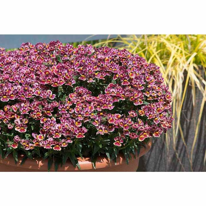 Nemesia Nesia 'Tutti Fruitti' | Bedding | 5 x Large Plugs 3 Nemesia Nesia 'Tutti Fruitti' | Bedding | 5 x Large Plugs